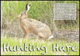 Hunting Hare - page 56 Issue 77 (click the pic for an enlarged view)